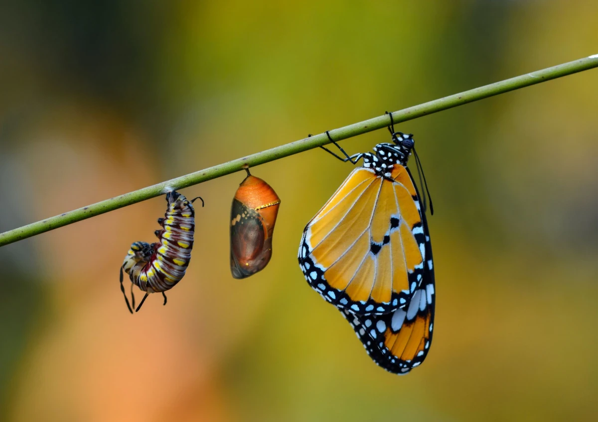 You are currently viewing Z gąsienicy w motyla: jak rozpoznać, że jesteś w życiowej transformacji i zacząć żyć po swojemu